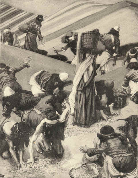 James Tissot illustration of the Israelites gathering manna.